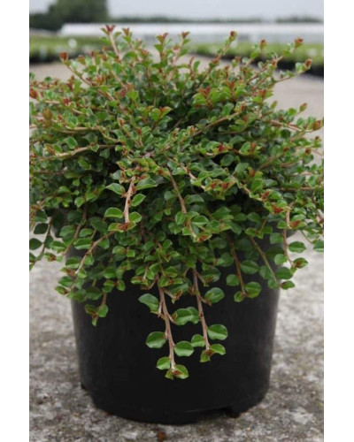 Кизильник притиснутий Літл Джем | Cotoneaster adpressus Little Gem | Кизильник прижатый Литл Джем