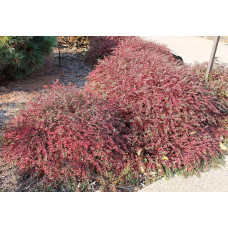 Кизильник притиснутий Літл Джем | Cotoneaster adpressus Little Gem | Кизильник прижатый Литл Джем