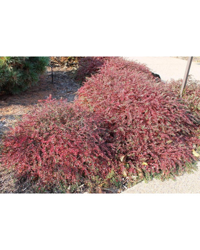 Кизильник притиснутий Літл Джем | Cotoneaster adpressus Little Gem | Кизильник прижатый Литл Джем