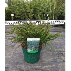 Кизильник притиснутий Літл Джем | Cotoneaster adpressus Little Gem | Кизильник прижатый Литл Джем