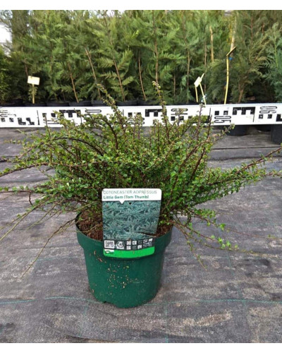 Кизильник притиснутий Літл Джем | Cotoneaster adpressus Little Gem | Кизильник прижатый Литл Джем