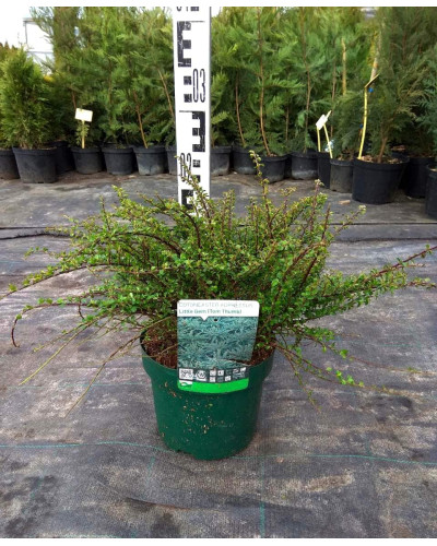 Кизильник притиснутий Літл Джем | Cotoneaster adpressus Little Gem | Кизильник прижатый Литл Джем