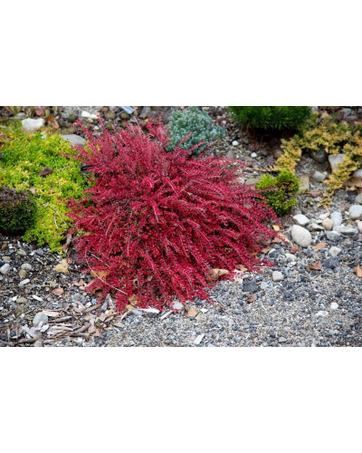Кизильник притиснутий Літл Джем | Cotoneaster adpressus Little Gem | Кизильник прижатый Литл Джем