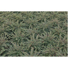 Кизильник притиснутий Літл Джем | Cotoneaster adpressus Little Gem | Кизильник прижатый Литл Джем