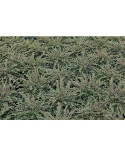 Кизильник притиснутий Літл Джем | Cotoneaster adpressus Little Gem | Кизильник прижатый Литл Джем