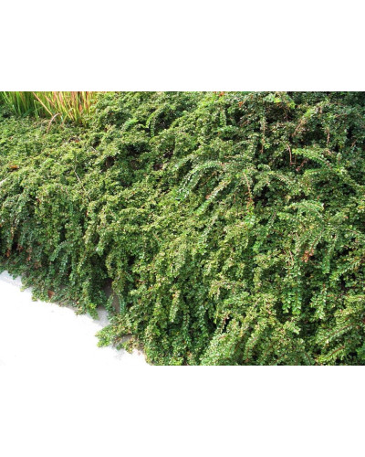 Кизильник притиснутий Літл Джем | Cotoneaster adpressus Little Gem | Кизильник прижатый Литл Джем