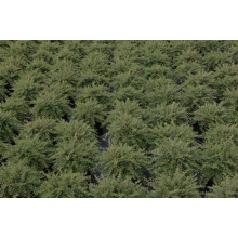 Кизильник притиснутий Літл Джем | Cotoneaster adpressus Little Gem | Кизильник прижатый Литл Джем