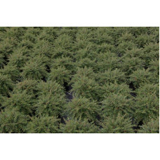 Кизильник притиснутий Літл Джем | Cotoneaster adpressus Little Gem | Кизильник прижатый Литл Джем