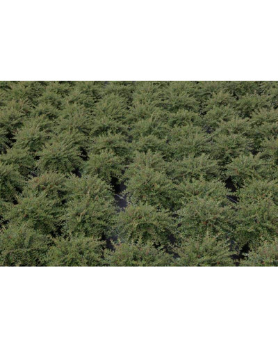 Кизильник притиснутий Літл Джем | Cotoneaster adpressus Little Gem | Кизильник прижатый Литл Джем