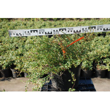 Кизильник притиснутий Літл Джем | Cotoneaster adpressus Little Gem | Кизильник прижатый Литл Джем