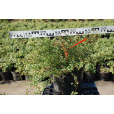 Кизильник притиснутий Літл Джем | Cotoneaster adpressus Little Gem | Кизильник прижатый Литл Джем