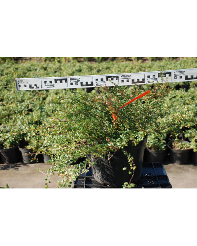 Кизильник притиснутий Літл Джем | Cotoneaster adpressus Little Gem | Кизильник прижатый Литл Джем