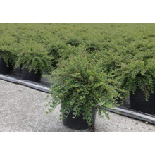 Кизильник притиснутий Літл Джем | Cotoneaster adpressus Little Gem | Кизильник прижатый Литл Джем
