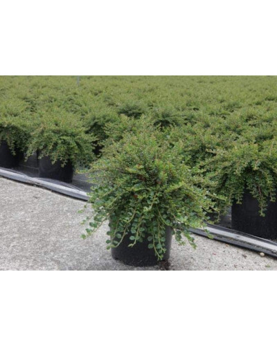 Кизильник притиснутий Літл Джем | Cotoneaster adpressus Little Gem | Кизильник прижатый Литл Джем