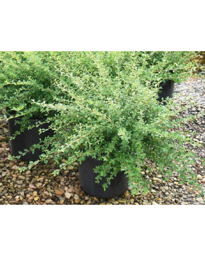 Кизильник притиснутий Літл Джем | Cotoneaster adpressus Little Gem | Кизильник прижатый Литл Джем