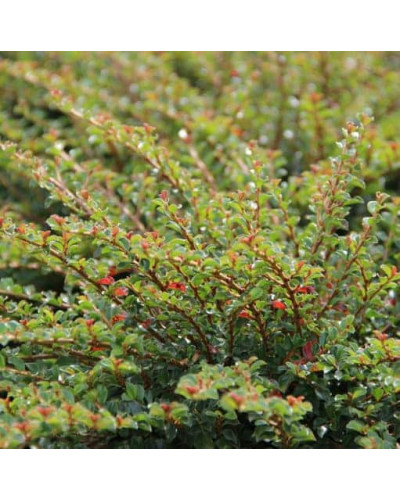 Кизильник притиснутий Літл Джем | Cotoneaster adpressus Little Gem | Кизильник прижатый Литл Джем