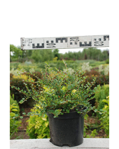 Кизильник притиснутий Літл Джем | Cotoneaster adpressus Little Gem | Кизильник прижатый Литл Джем