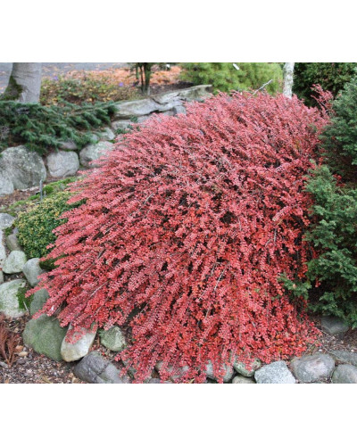 Кизильник притиснутий Літл Джем | Cotoneaster adpressus Little Gem | Кизильник прижатый Литл Джем