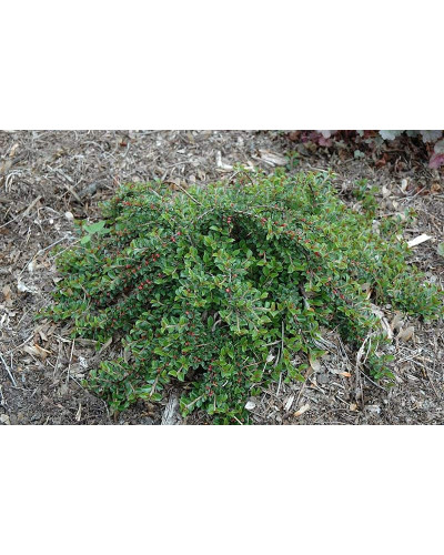 Кизильник притиснутий Літл Джем | Cotoneaster adpressus Little Gem | Кизильник прижатый Литл Джем