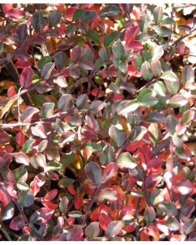 Кизильник притиснутий Літл Джем | Cotoneaster adpressus Little Gem | Кизильник прижатый Литл Джем