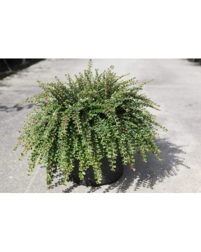 Кизильник притиснутий Літл Джем | Cotoneaster adpressus Little Gem | Кизильник прижатый Литл Джем