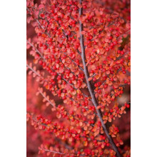 Кизильник горизонтальний | Cotoneaster horizontalis | Кизильник горизонтальный