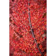 Кизильник горизонтальний | Cotoneaster horizontalis | Кизильник горизонтальный