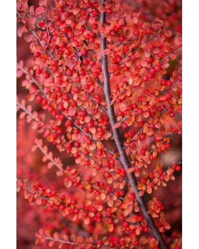 Кизильник горизонтальний | Cotoneaster horizontalis | Кизильник горизонтальный
