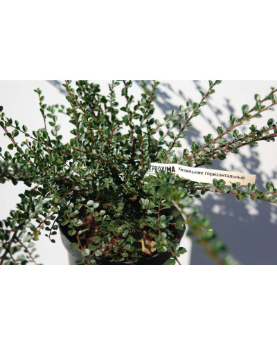 Кизильник горизонтальний | Cotoneaster horizontalis | Кизильник горизонтальный