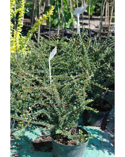 Кизильник горизонтальний | Cotoneaster horizontalis | Кизильник горизонтальный