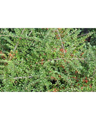 Кизильник горизонтальний | Cotoneaster horizontalis | Кизильник горизонтальный
