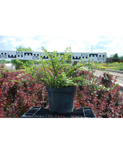 Кизильник горизонтальний | Cotoneaster horizontalis | Кизильник горизонтальный