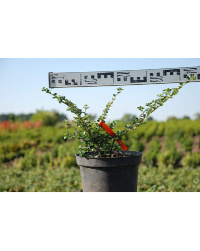 Кизильник горизонтальний | Cotoneaster horizontalis | Кизильник горизонтальный
