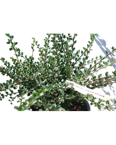 Кизильник горизонтальний | Cotoneaster horizontalis | Кизильник горизонтальный