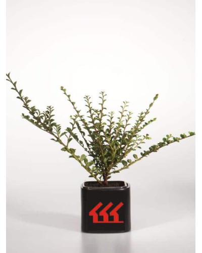 Кизильник горизонтальний | Cotoneaster horizontalis | Кизильник горизонтальный