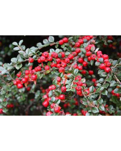 Кизильник горизонтальний | Cotoneaster horizontalis | Кизильник горизонтальный