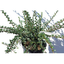 Кизильник горизонтальний | Cotoneaster horizontalis | Кизильник горизонтальный