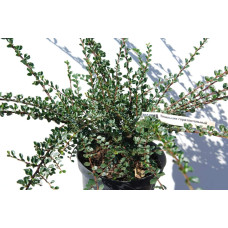 Кизильник горизонтальний | Cotoneaster horizontalis | Кизильник горизонтальный