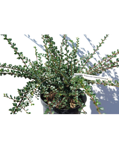 Кизильник горизонтальний | Cotoneaster horizontalis | Кизильник горизонтальный