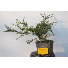 Кизильник горизонтальний | Cotoneaster horizontalis | Кизильник горизонтальный