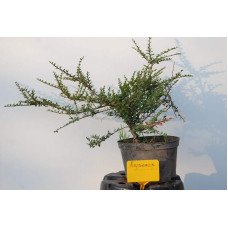Кизильник горизонтальний | Cotoneaster horizontalis | Кизильник горизонтальный