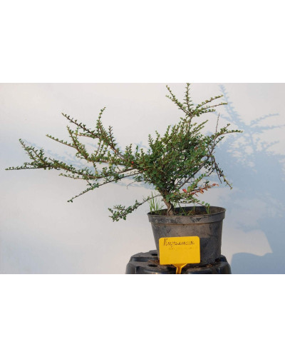 Кизильник горизонтальний | Cotoneaster horizontalis | Кизильник горизонтальный