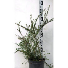 Кизильник горизонтальний | Cotoneaster horizontalis | Кизильник горизонтальный