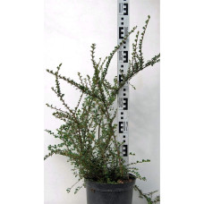 Кизильник горизонтальний | Cotoneaster horizontalis | Кизильник горизонтальный