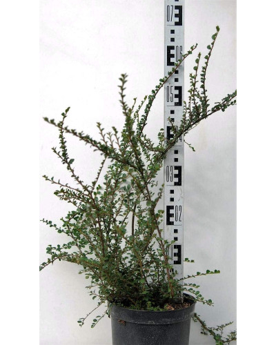 Кизильник горизонтальний | Cotoneaster horizontalis | Кизильник горизонтальный