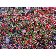 Кизильник горизонтальний | Cotoneaster horizontalis | Кизильник горизонтальный