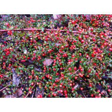 Кизильник горизонтальний | Cotoneaster horizontalis | Кизильник горизонтальный