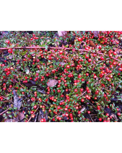 Кизильник горизонтальний | Cotoneaster horizontalis | Кизильник горизонтальный