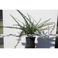 Кизильник горизонтальний | Cotoneaster horizontalis | Кизильник горизонтальный