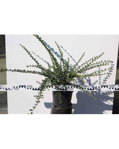 Кизильник горизонтальний | Cotoneaster horizontalis | Кизильник горизонтальный